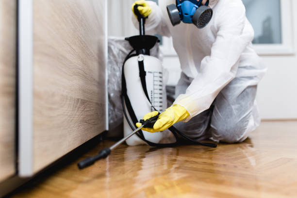 Best Flea Control Services  in Summerside, OH